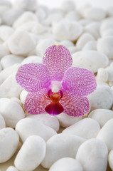 Beautiful pink orchid with pile of white stones 