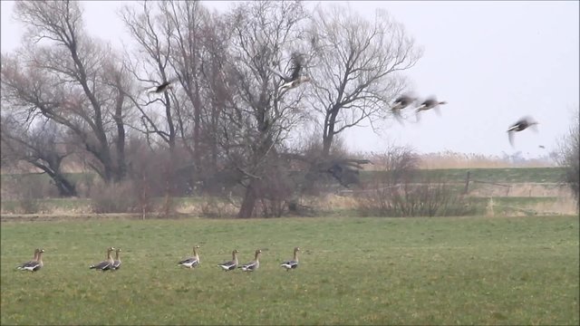 wild geese flying away from a green field
