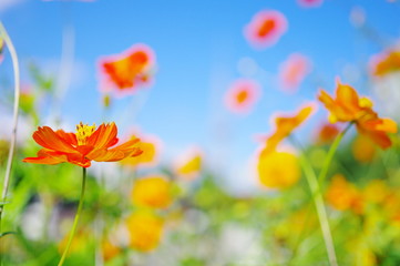 黄花コスモスの花壇
