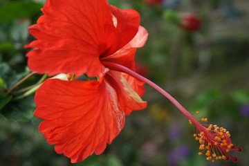 BEAUTIFUL RED HIBISCUS FLOWER CLOSE UP