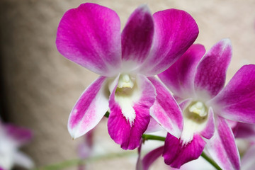 close up shot of Orchid flowers