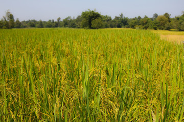 Autumn rice field