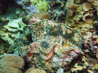 Naklejka na ściany i meble Enormous clam, Island Bali