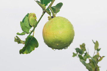 Mature lemons on tree
