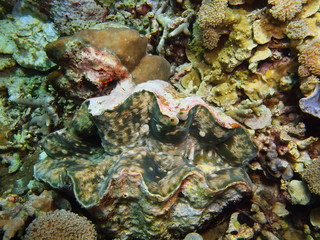 Enormous clam, Island Bali