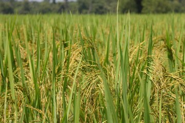 Autumn rice field