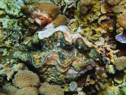 Enormous clam, Island Bali