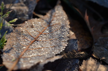 Dry leaf covered with frost and lit by the sun