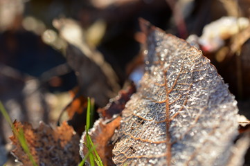 Dry leaf covered with frost and lit by the sun