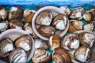 Shell in morning fish market