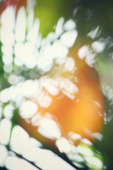 Fototapeta premium Blurred of palm tree