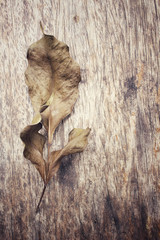 Dried leaves