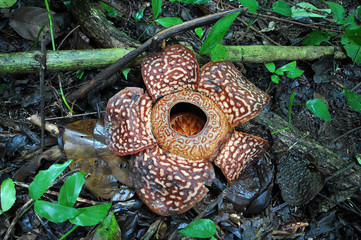 Rafflesia, the biggest flower in the world.