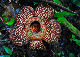 Rafflesia, the biggest flower in the world.