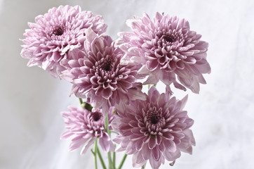 Light purple chrysanthemum flowers on grungy white background