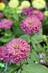 Obraz premium Pink zinnia flowers