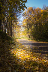 Fototapeta premium Pathway through the autumn forest