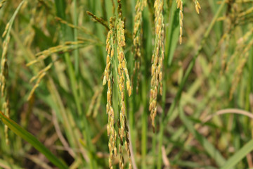 Autumn rice field