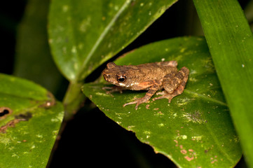 The common mist frog Litoria rheocola is native to the flowing streams 