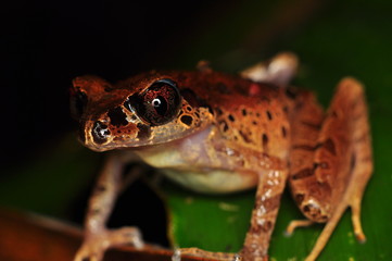 The common mist frog Litoria rheocola is native to the flowing streams 
