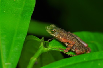 The common mist frog Litoria rheocola is native to the flowing streams 