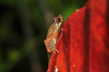 The common mist frog Litoria rheocola is native to the flowing streams 