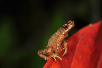 The common mist frog Litoria rheocola is native to the flowing streams 