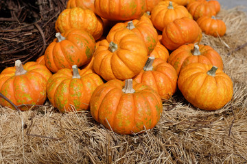 Munchkin Pumpkins On Hay Bale