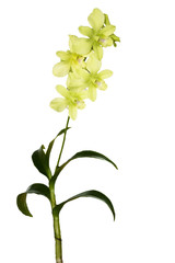 orchid branch isolated on white background