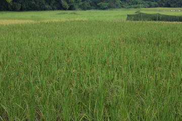 Autumn rice field