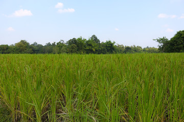 Autumn rice field