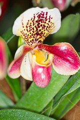 Fototapeta na wymiar Paphiopedilum hybrid orchid flower
