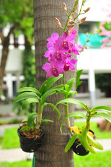 Beautitul Orchid flowers