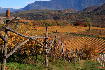 Autunno a Caldaro sulla strada del Vino, Alto Adige Sud Tirol
