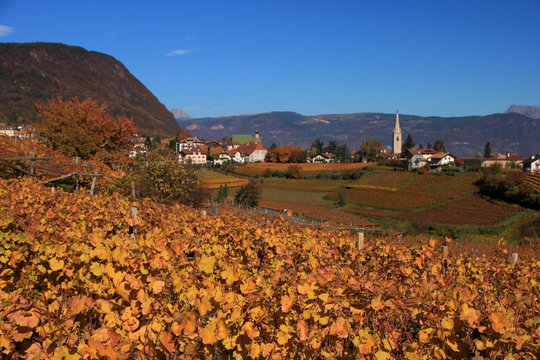 Autunno a Caldaro sulla strada del Vino, Alto Adige Sud Tirol