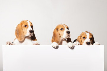 Cute Beagle puppies for a white tablet for text