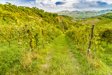 Fototapeta na wymiar green vineyards of Italian hills
