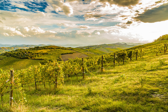 green vineyards of Italian hills
