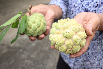 Sugar apple on hand