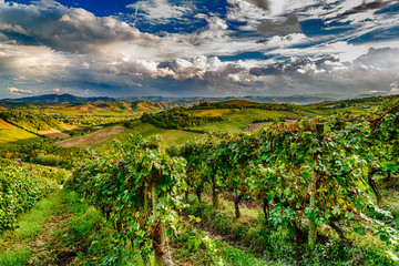 green vineyards of Italian hills