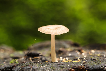 Wild mushrooms