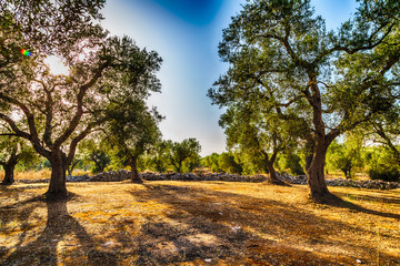 grove of olive trees