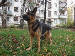 Собака овчарка в осеннем городском дворе