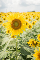 sunflower flower on filed in Lop Buri, Thailand