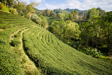 Fototapeta na wymiar Green tea plantations in the valley of northern Thailand.