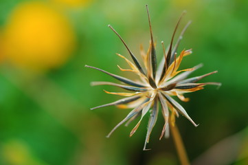 黄花コスモスの種