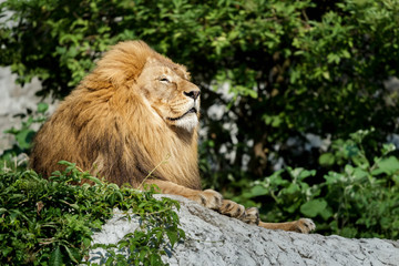 Noble adult male lion resting on stone rock at green bushes background