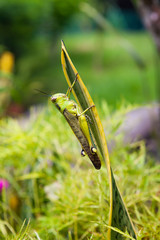 Grasshopper on a leaf