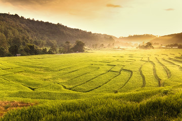 Green rice fields in the Central Valley.