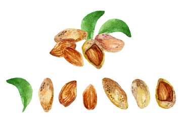 Watercolor almond